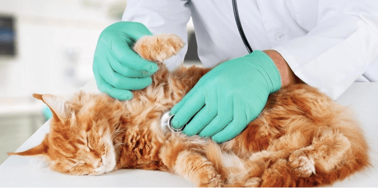 cena veterinár mačka